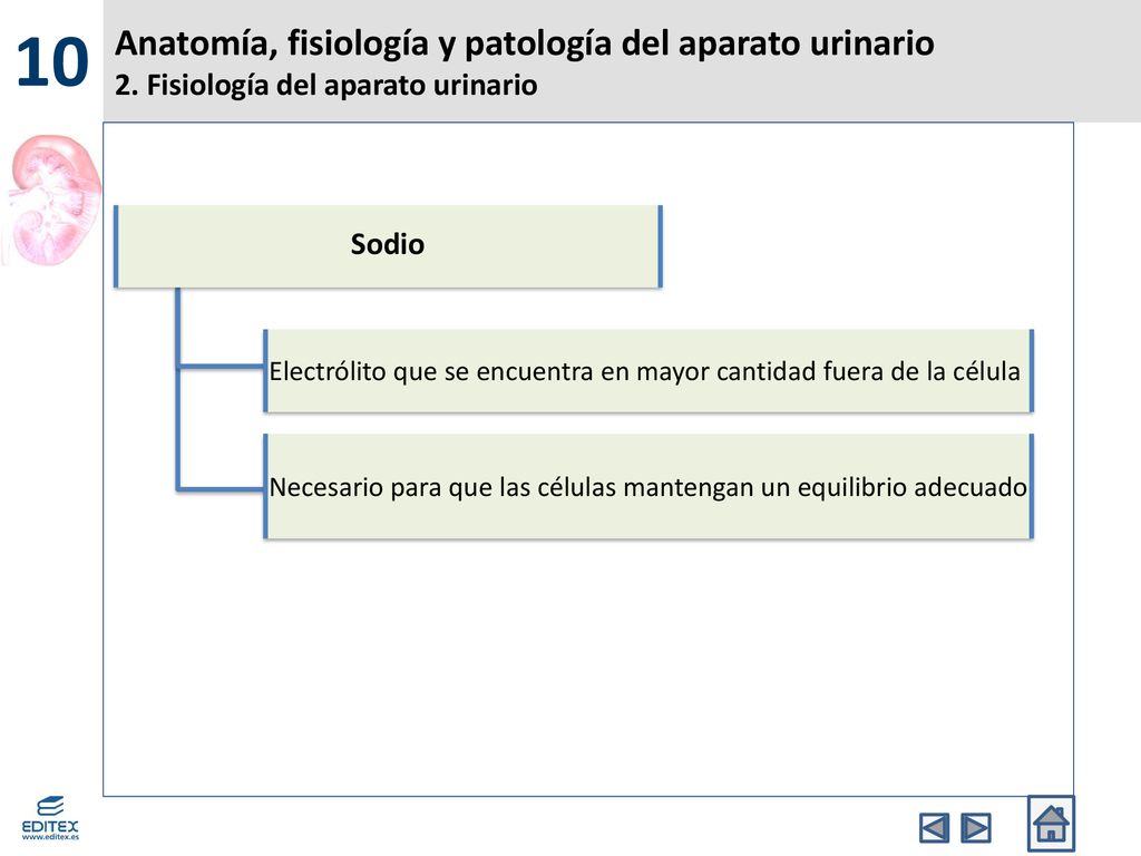 10 Anatomía, fisiología y patología del aparato urinario 2. Fisiología del aparato urinario. Sodio.