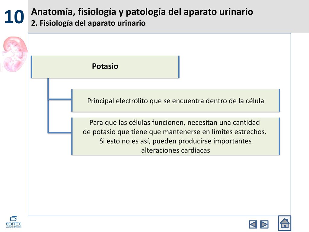 10 Anatomía, fisiología y patología del aparato urinario 2. Fisiología del aparato urinario. Potasio.