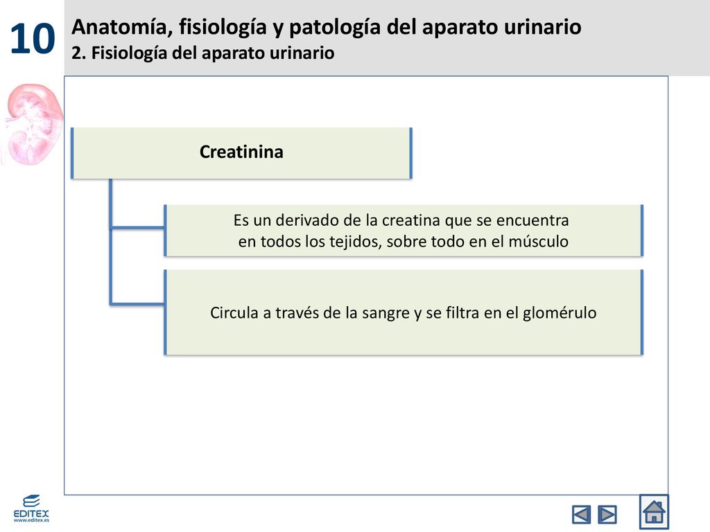 10 Anatomía, fisiología y patología del aparato urinario 2. Fisiología del aparato urinario. Creatinina.