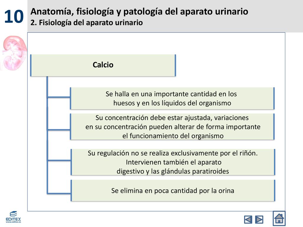 10 Anatomía, fisiología y patología del aparato urinario 2. Fisiología del aparato urinario. Calcio.
