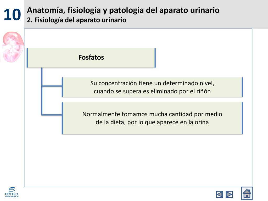 10 Anatomía, fisiología y patología del aparato urinario 2. Fisiología del aparato urinario. Fosfatos.
