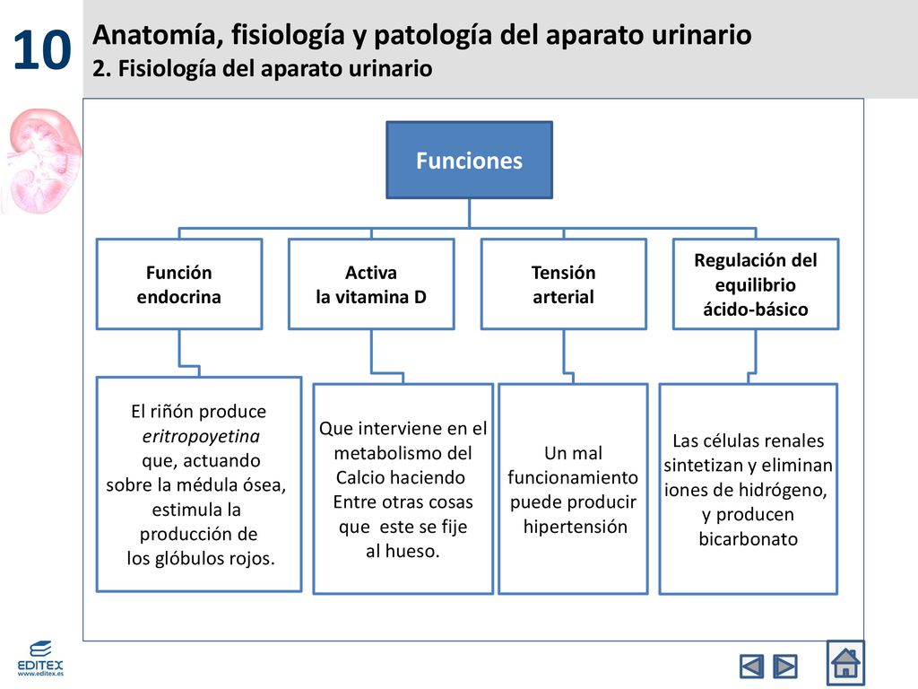 10 Anatomía, fisiología y patología del aparato urinario 2. Fisiología del aparato urinario. Funciones.
