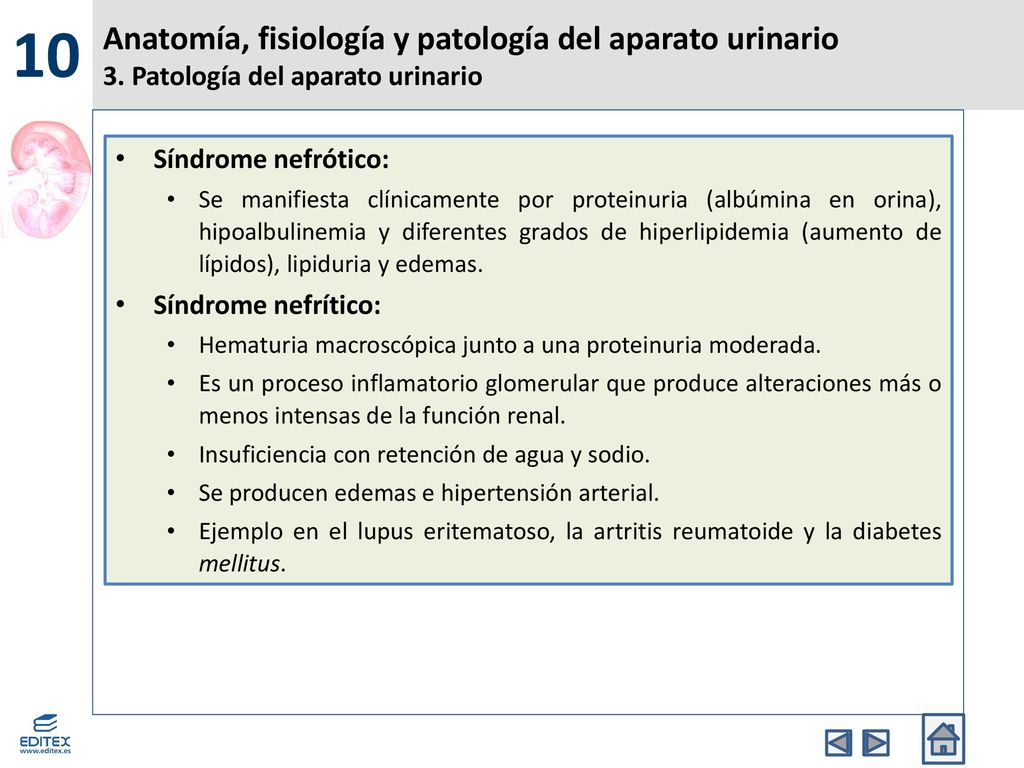 10 Anatomía, fisiología y patología del aparato urinario 3. Patología del aparato urinario. Síndrome nefrótico: