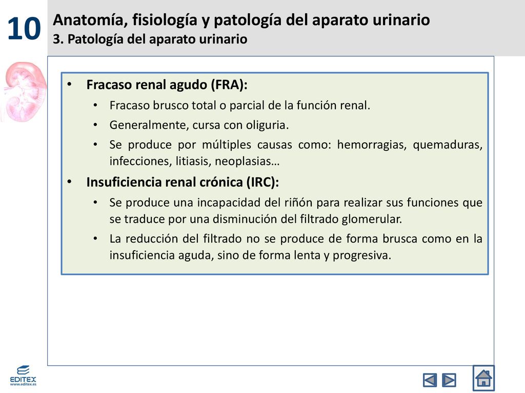 10 Anatomía, fisiología y patología del aparato urinario 3. Patología del aparato urinario. Fracaso renal agudo (FRA):