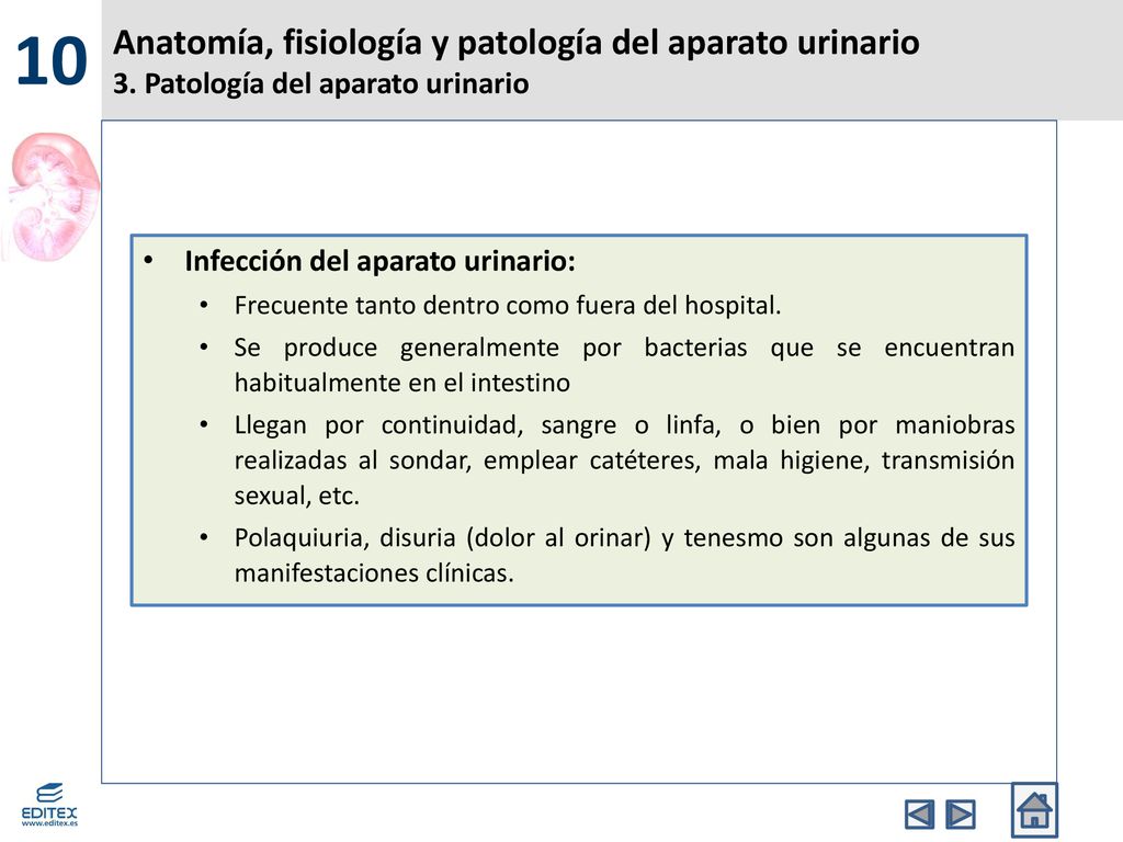 10 Anatomía, fisiología y patología del aparato urinario 3. Patología del aparato urinario. Infección del aparato urinario: