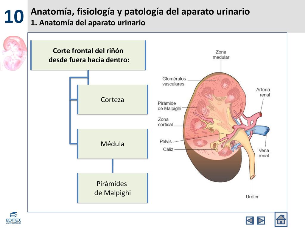 Corte frontal del riñón desde fuera hacia dentro: