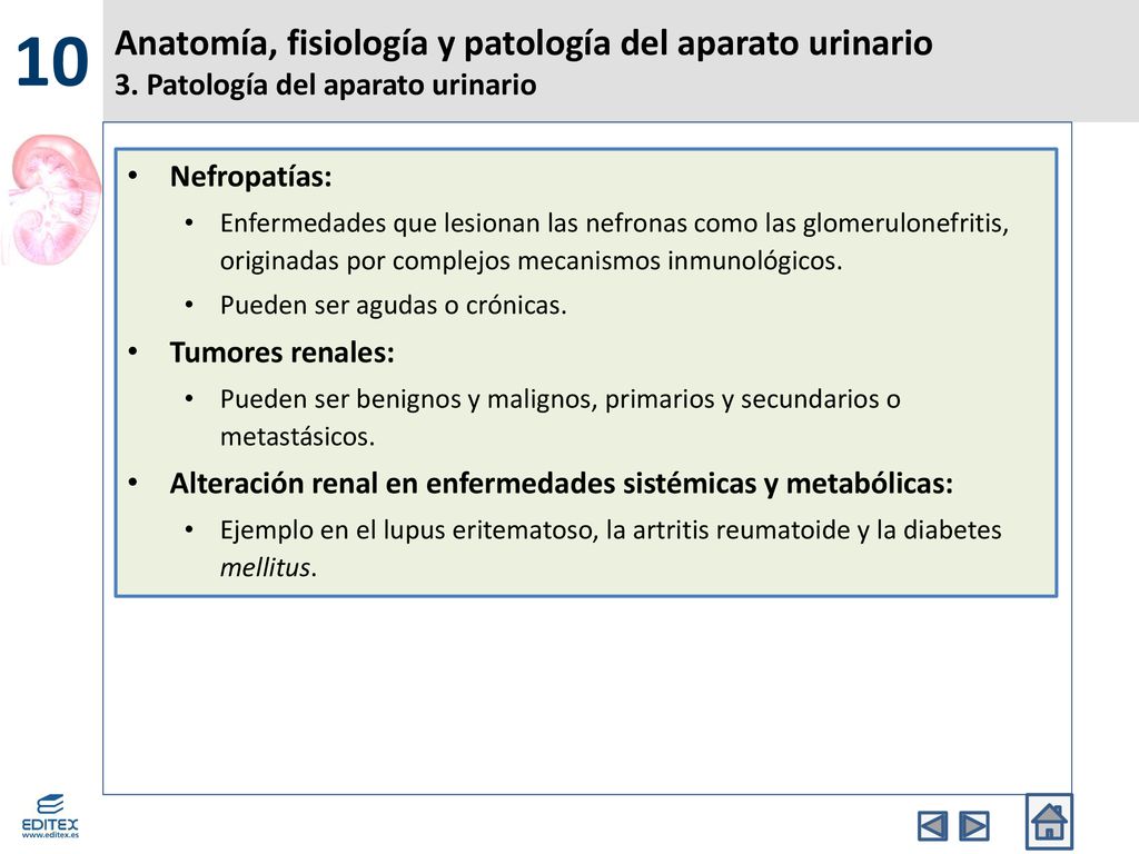 10 Anatomía, fisiología y patología del aparato urinario 3. Patología del aparato urinario. Nefropatías: