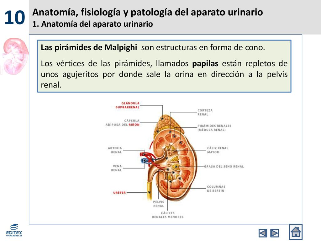 10 Anatomía, fisiología y patología del aparato urinario 1. Anatomía del aparato urinario.