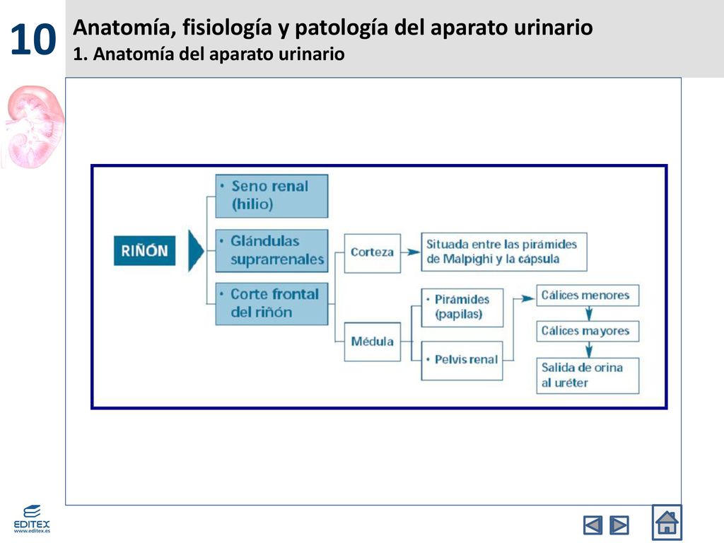 10 Anatomía, fisiología y patología del aparato urinario 1. Anatomía del aparato urinario
