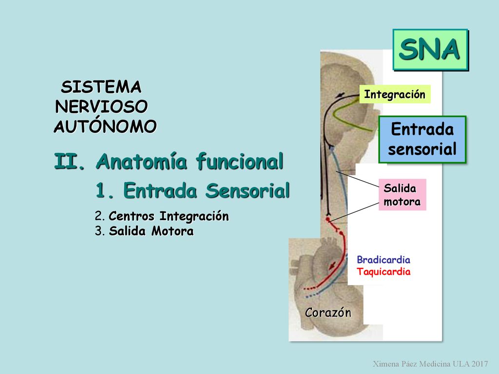 SNA II. Anatomía funcional 1. Entrada Sensorial SISTEMA NERVIOSO
