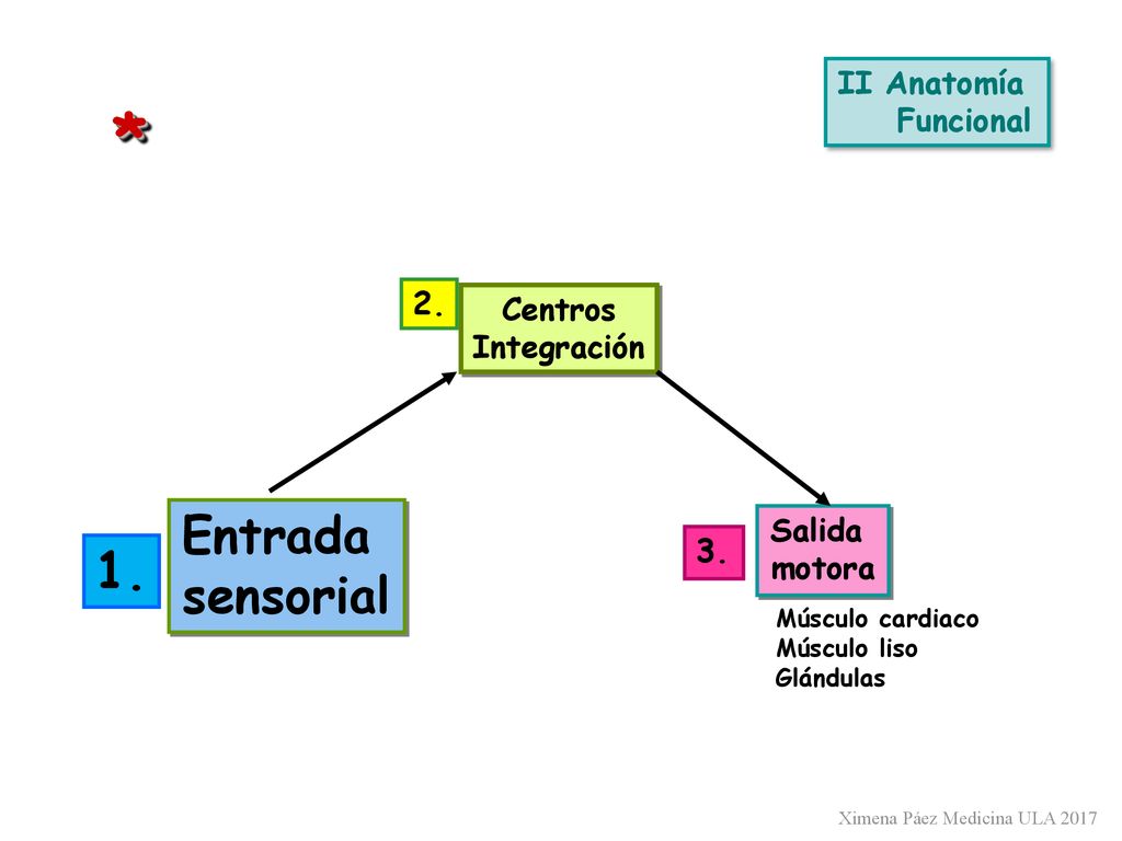 * Entrada sensorial 1. II Anatomía Funcional 2. Centros Integración