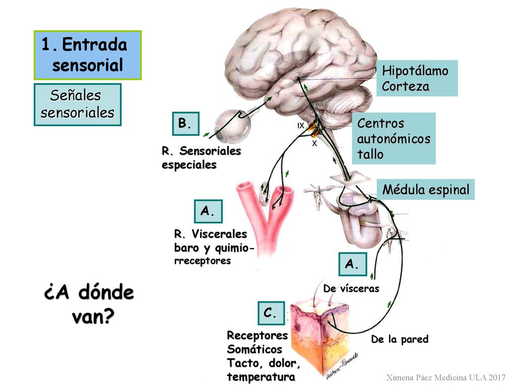 ¿A dónde van 1. Entrada sensorial Señales sensoriales Hipotálamo