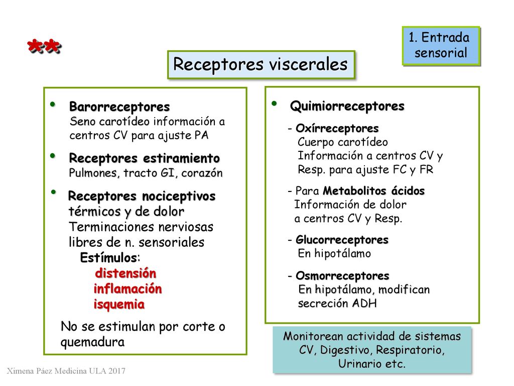** Receptores viscerales 1. Entrada sensorial Barorreceptores