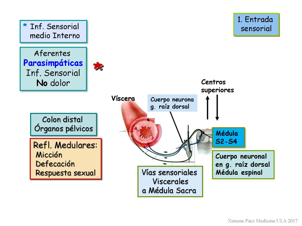 * Parasimpáticas Inf. Sensorial No dolor Refl. Medulares: 1. Entrada
