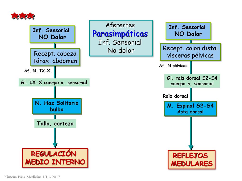 *** Parasimpáticas Inf. Sensorial No dolor REGULACIÓN REFLEJOS