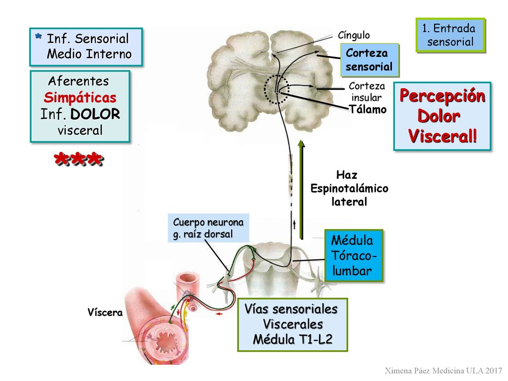 *** Percepción Dolor Visceral! Simpáticas * Inf. Sensorial