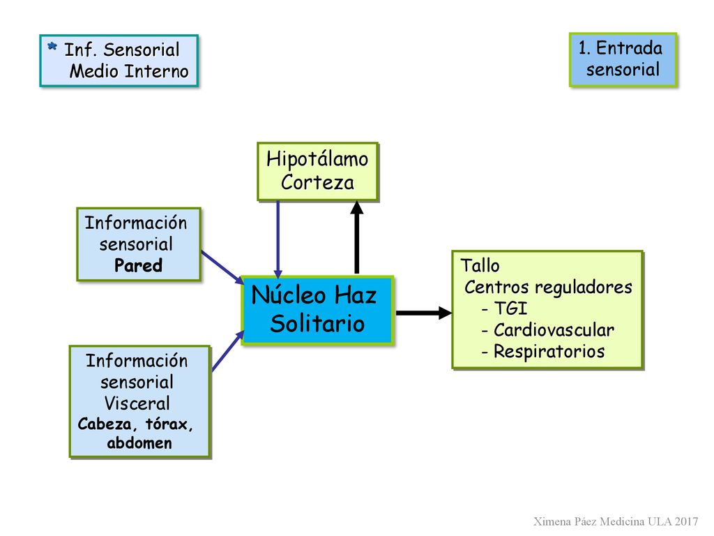 Núcleo Haz Solitario Hipotálamo Corteza * Inf. Sensorial 1. Entrada
