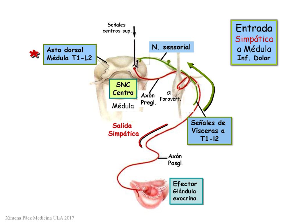 * Entrada Simpática a Médula Inf. Dolor N. sensorial Asta dorsal