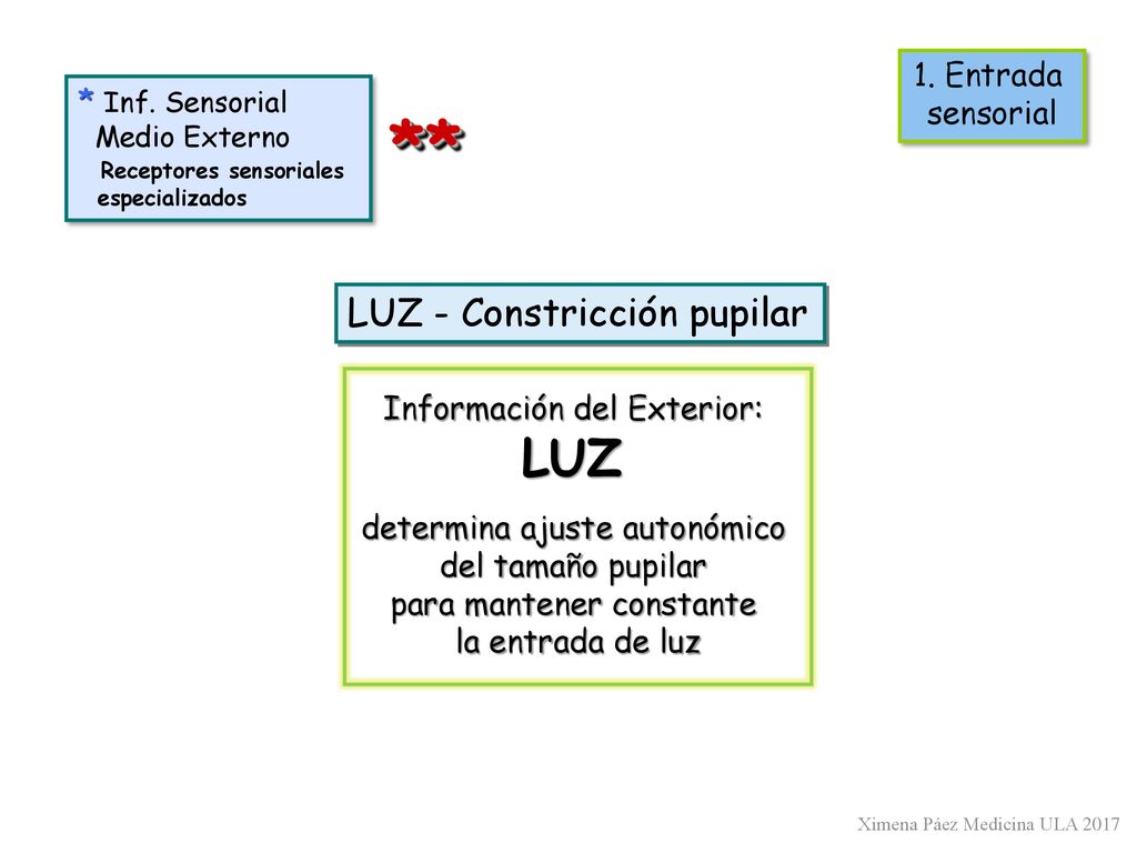 ** LUZ LUZ - Constricción pupilar 1. Entrada sensorial