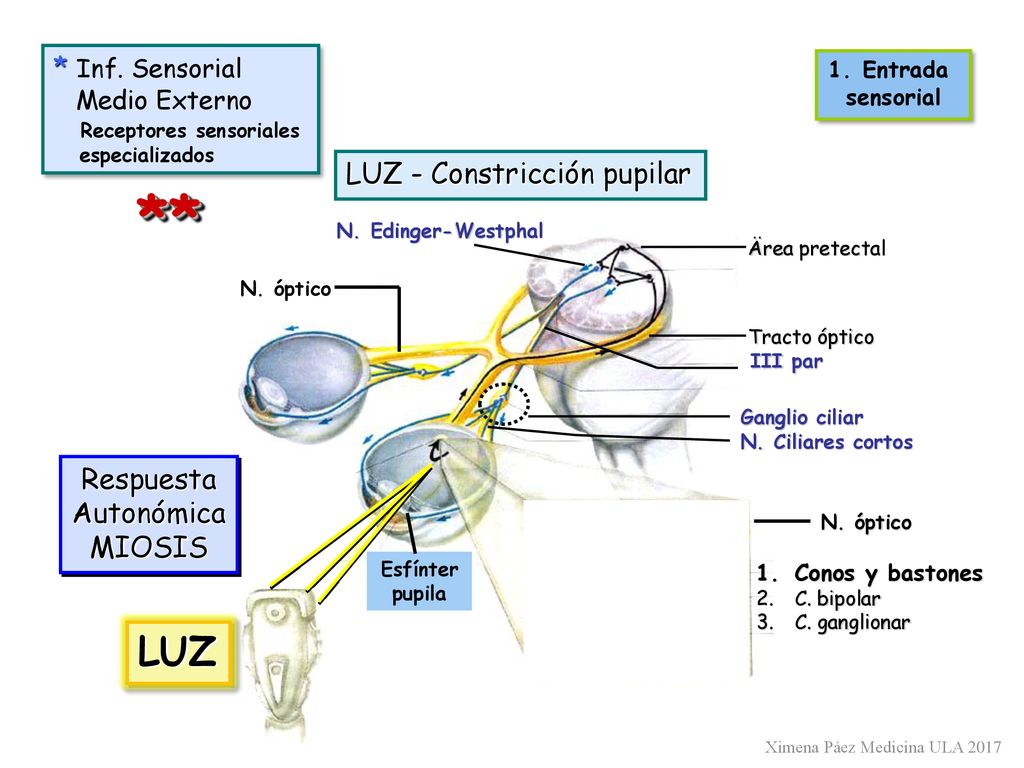 ** LUZ * Inf. Sensorial LUZ - Constricción pupilar Respuesta