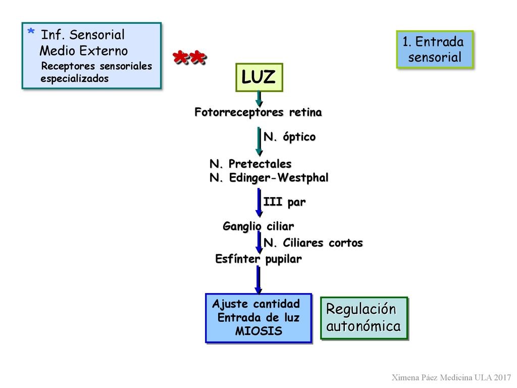 ** LUZ * Inf. Sensorial Regulación autonómica Medio Externo 1. Entrada