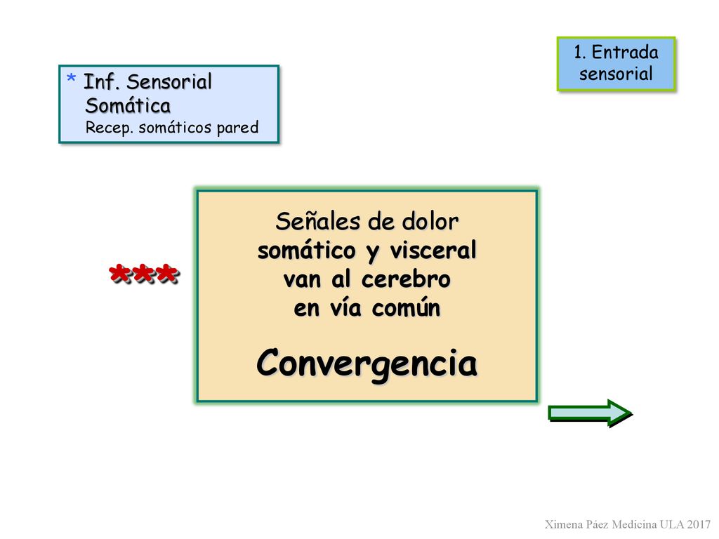 *** Convergencia Señales de dolor somático y visceral van al cerebro