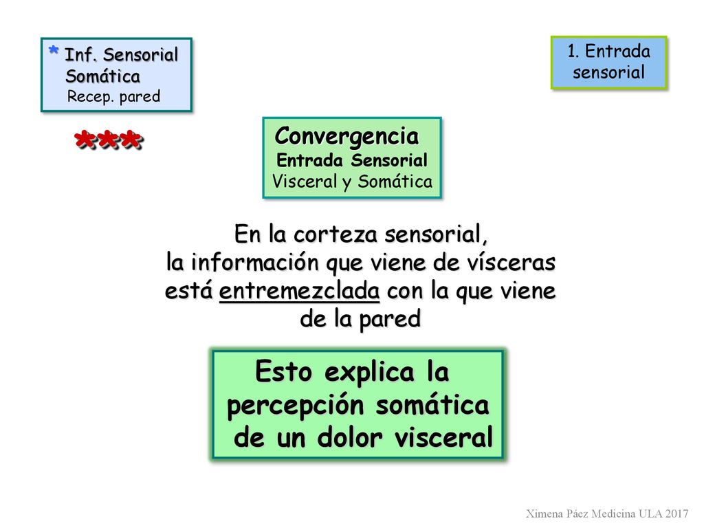*** Esto explica la percepción somática de un dolor visceral