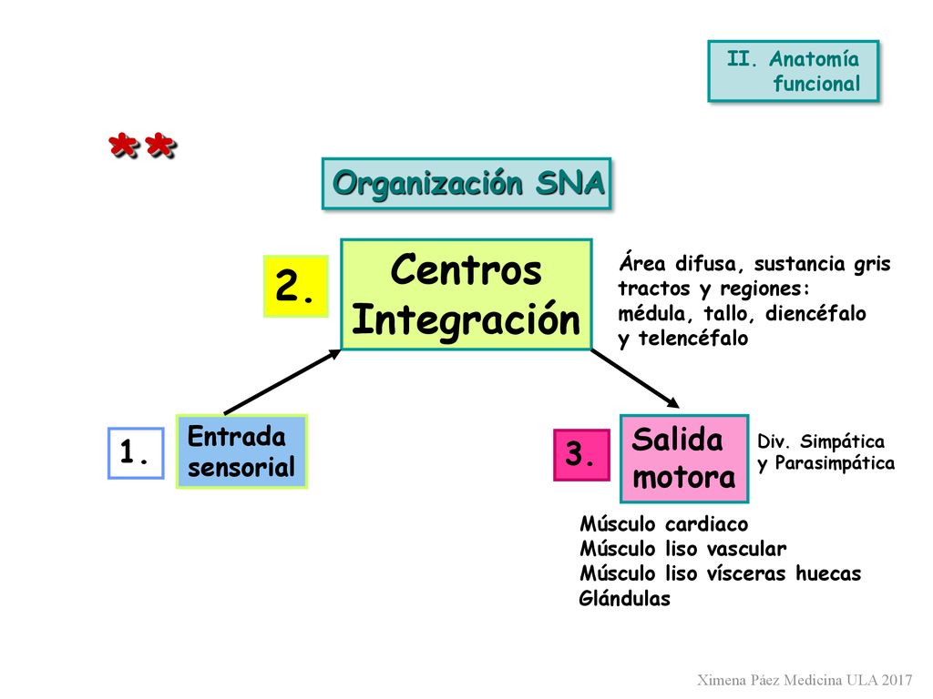 * * Centros 2. Integración Organización SNA Salida motora