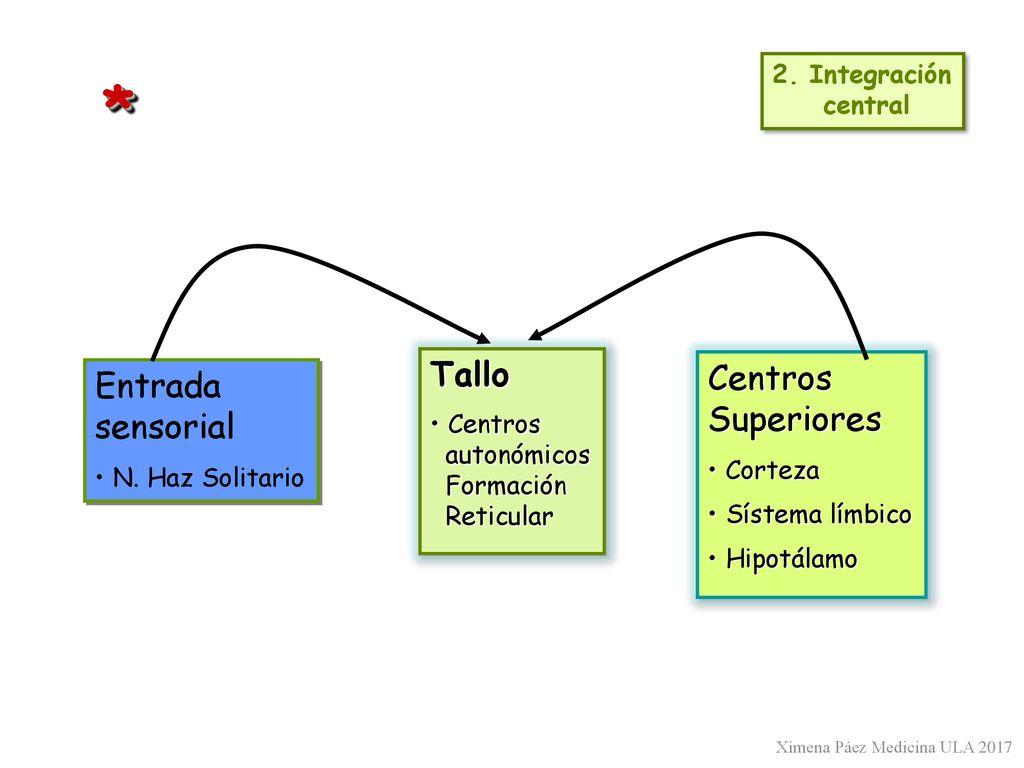 * Tallo Centros Entrada Superiores sensorial 2. Integración central