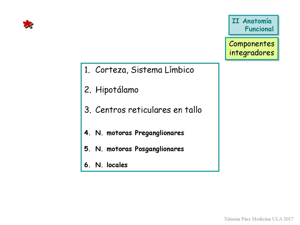 * Corteza, Sistema Límbico Hipotálamo Centros reticulares en tallo