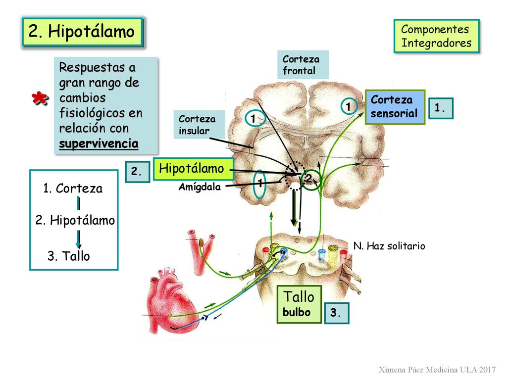 2. Hipotálamo Componentes. Integradores. Corteza. frontal. Respuestas a gran rango de cambios fisiológicos en relación con supervivencia.