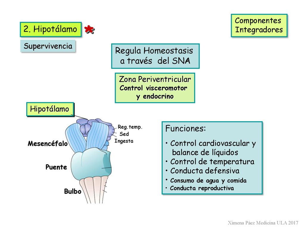 * 2. Hipotálamo Regula Homeostasis a través del SNA Funciones: