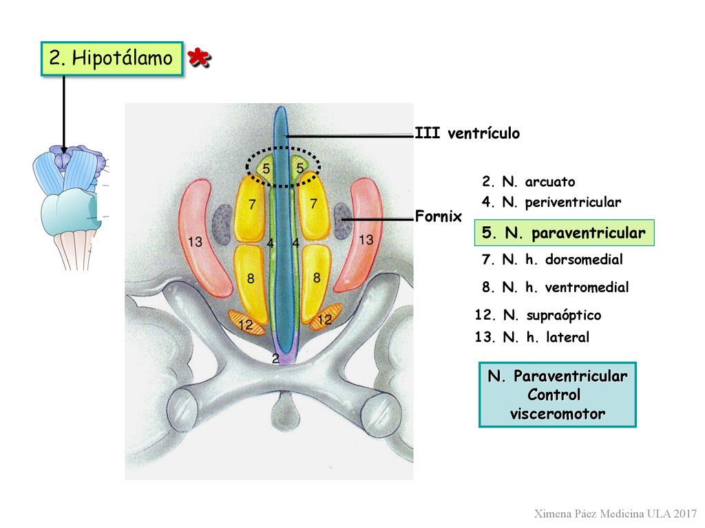 * 2. Hipotálamo III ventrículo Fornix 5. N. paraventricular