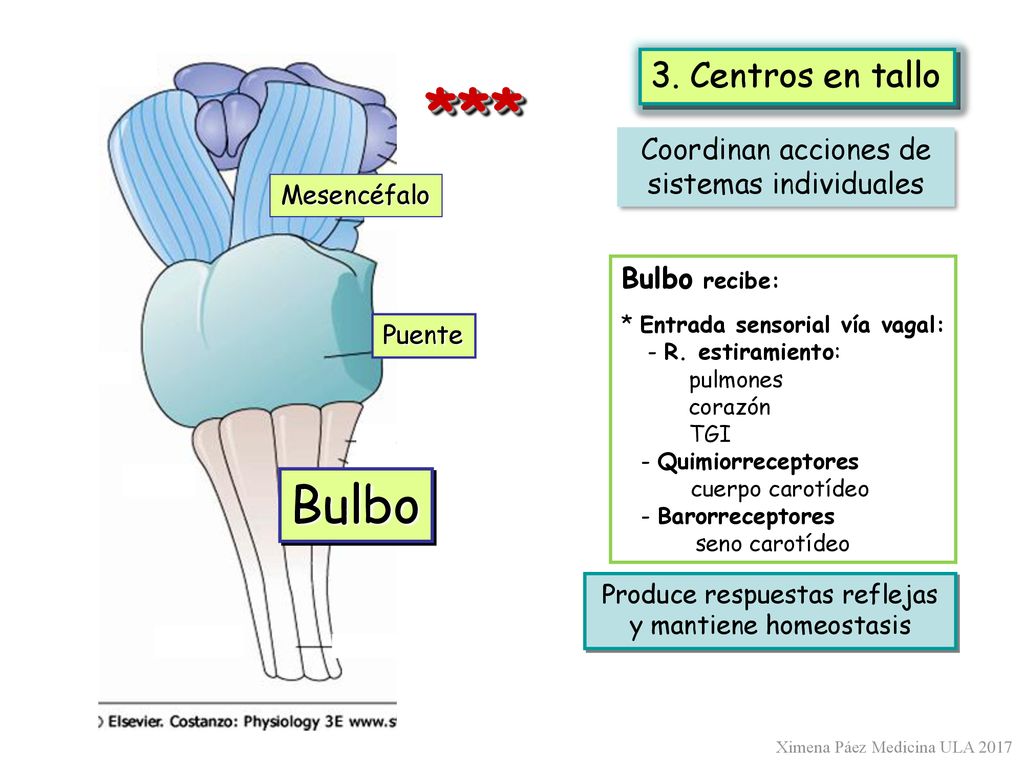 *** Bulbo 3. Centros en tallo Coordinan acciones de
