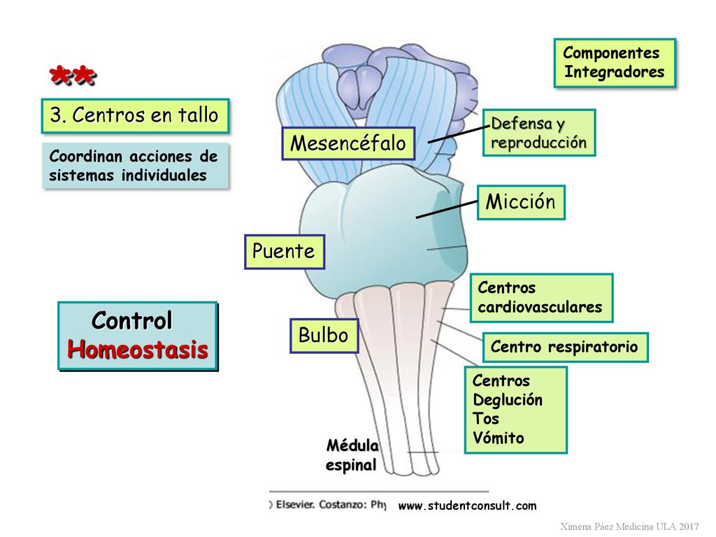 ** Control Homeostasis 3. Centros en tallo Mesencéfalo Micción Puente