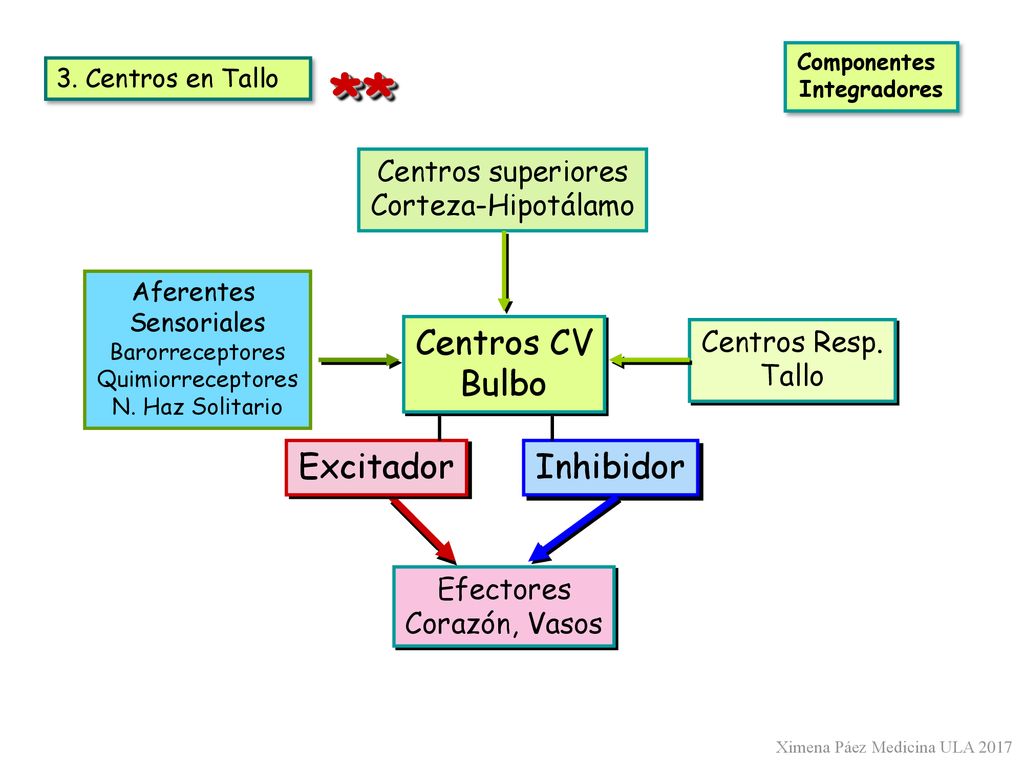 ** Centros CV Bulbo Excitador Inhibidor Centros superiores