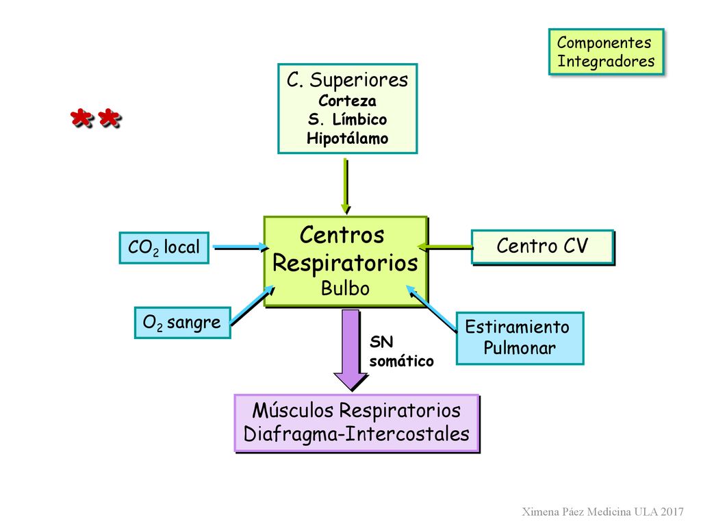 * * Centros Respiratorios C. Superiores Centro CV Bulbo