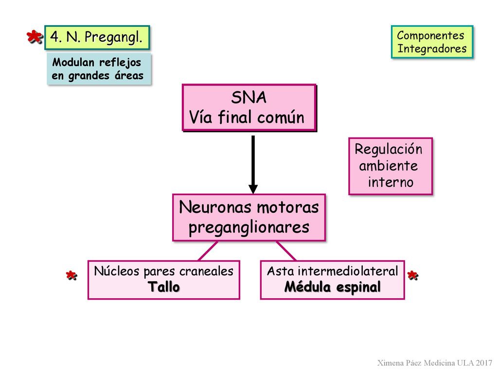 * * * SNA Vía final común Neuronas motoras preganglionares