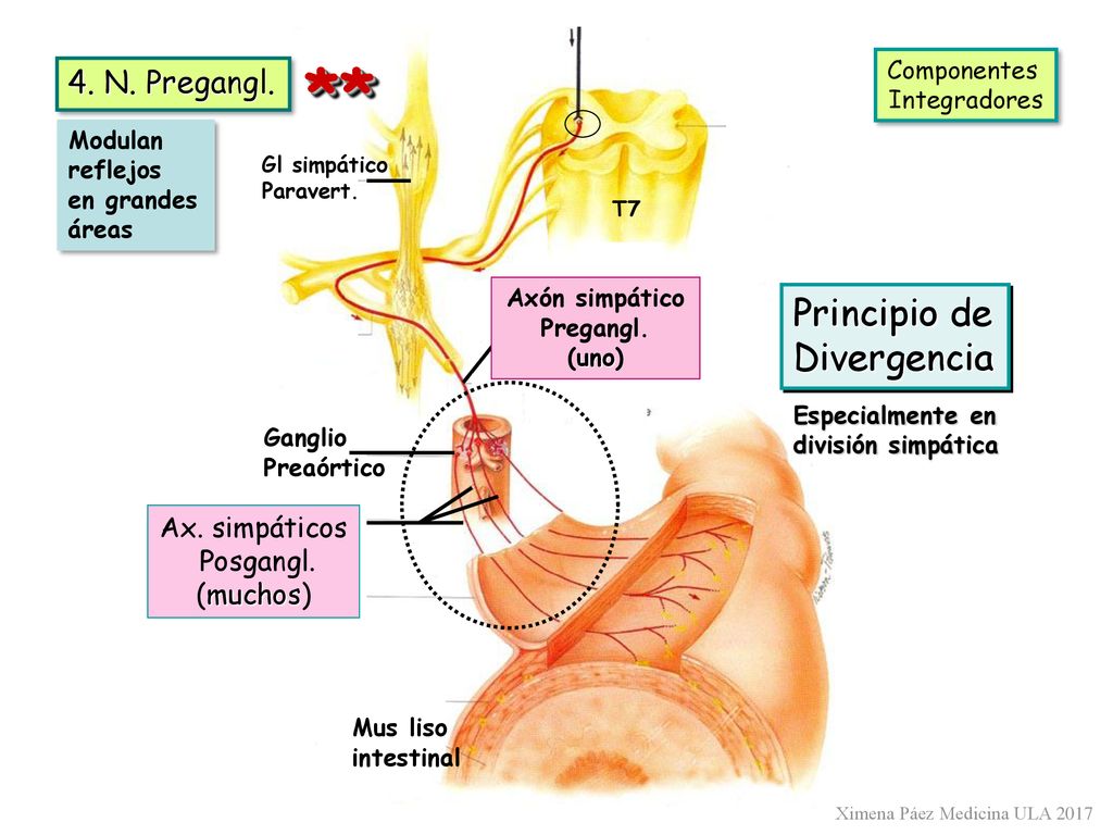 ** Principio de Divergencia 4. N. Pregangl. Ax. simpáticos Posgangl.