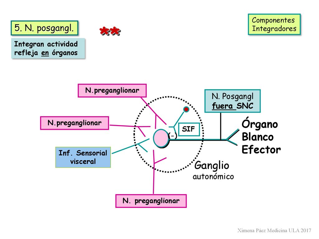 ** Órgano Blanco Efector Ganglio 5. N. posgangl. N. Posgangl fuera SNC