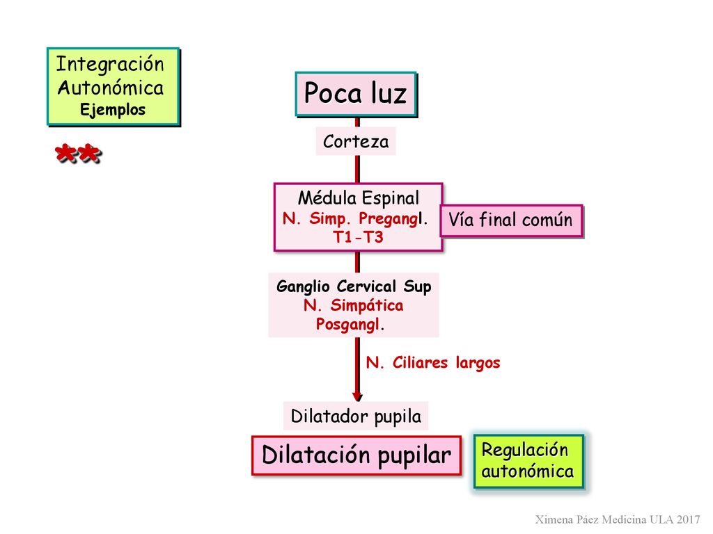 ** Poca luz Dilatación pupilar Integración Autonómica Corteza