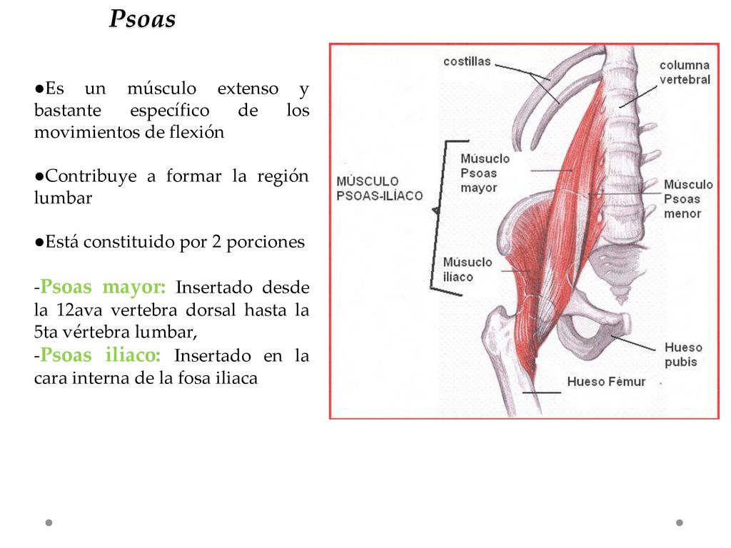 Psoas ●Es un músculo extenso y bastante específico de los movimientos de flexión. ●Contribuye a formar la región lumbar.