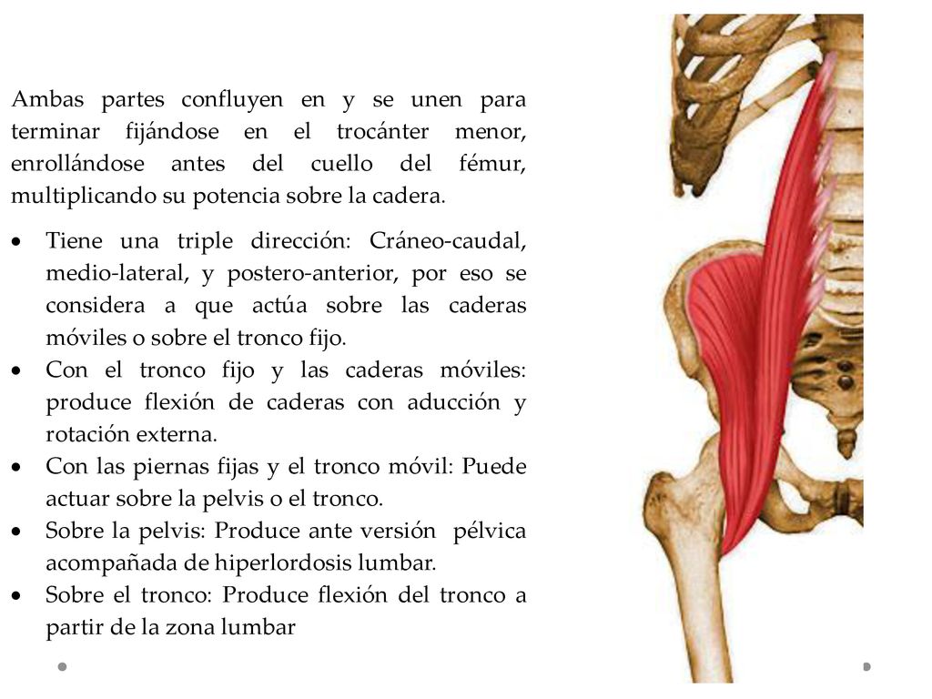 Ambas partes confluyen en y se unen para terminar fijándose en el trocánter menor, enrollándose antes del cuello del fémur, multiplicando su potencia sobre la cadera.