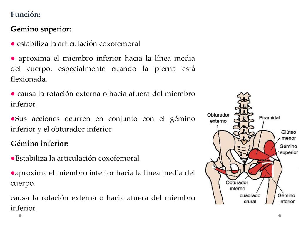 Función: Gémino superior: ● estabiliza la articulación coxofemoral.