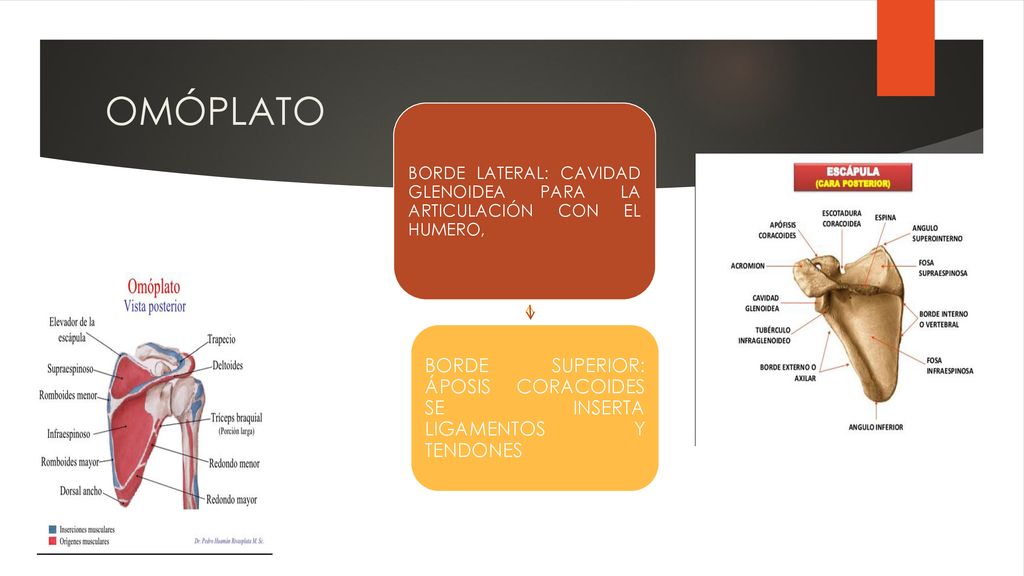 OMÓPLATO BORDE SUPERIOR: ÁPOSIS CORACOIDES SE INSERTA LIGAMENTOS Y TENDONES.
