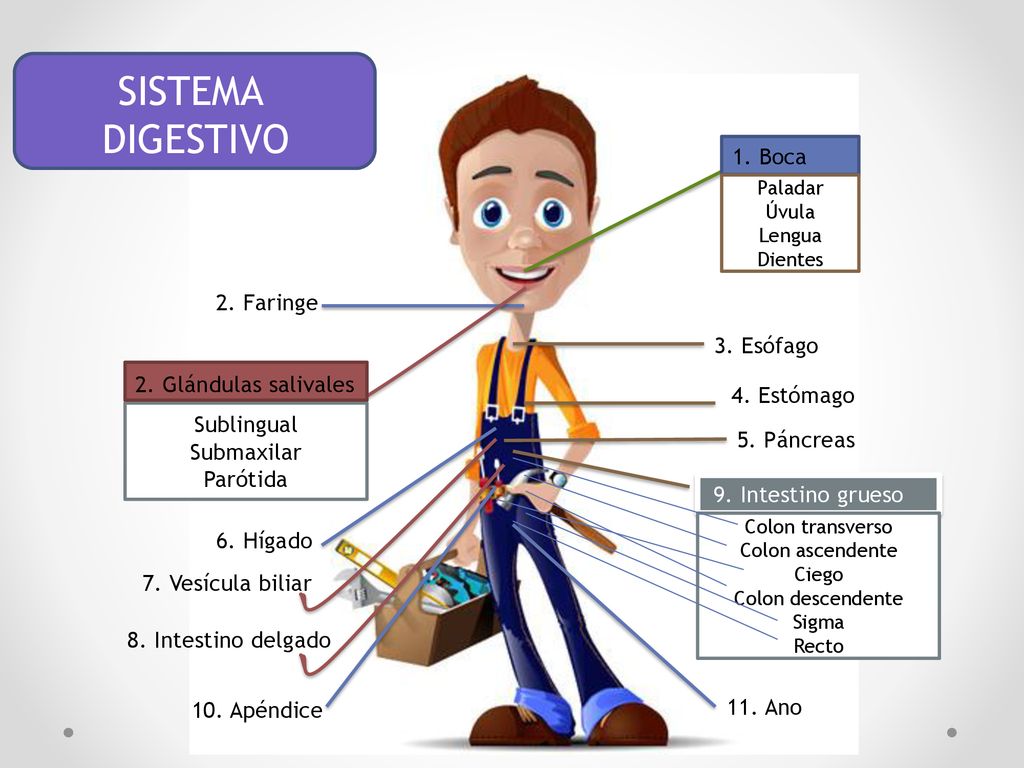 SISTEMA DIGESTIVO 1. Boca 2. Faringe 3. Esófago 2. Glándulas salivales