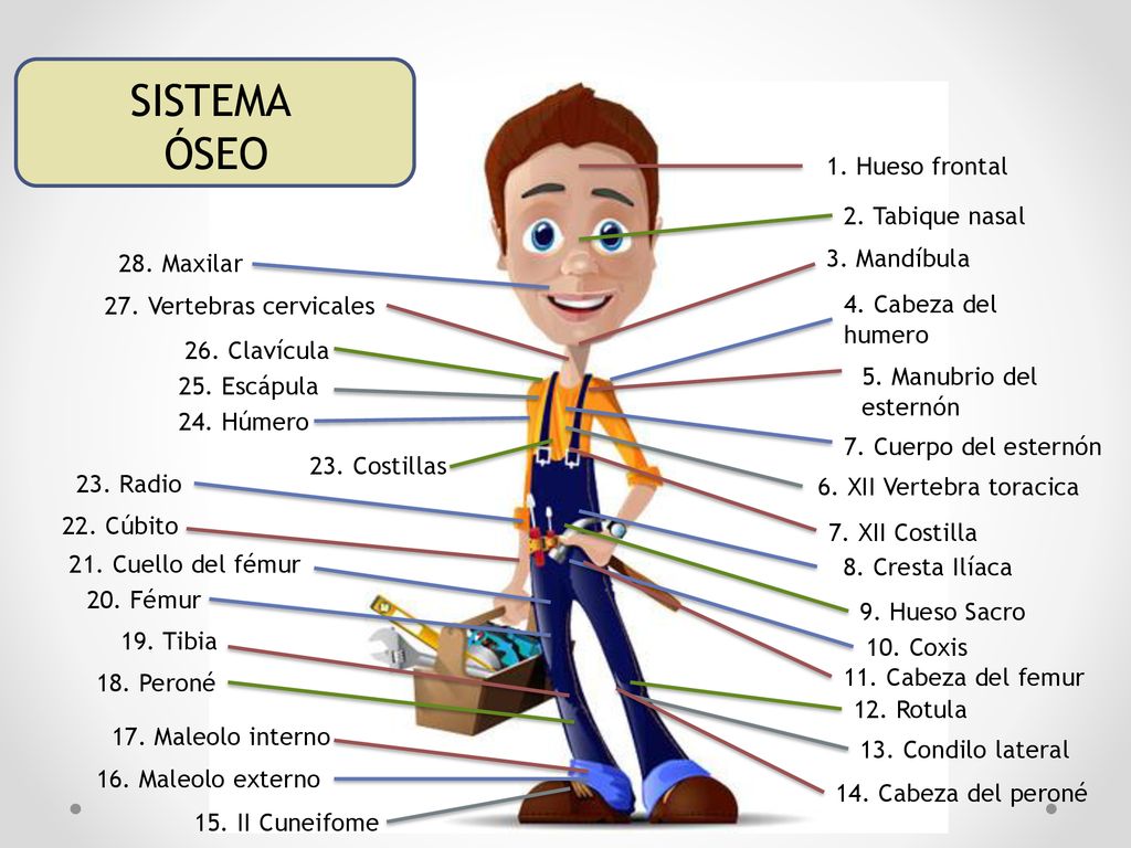SISTEMA ÓSEO 1. Hueso frontal 2. Tabique nasal 3. Mandíbula