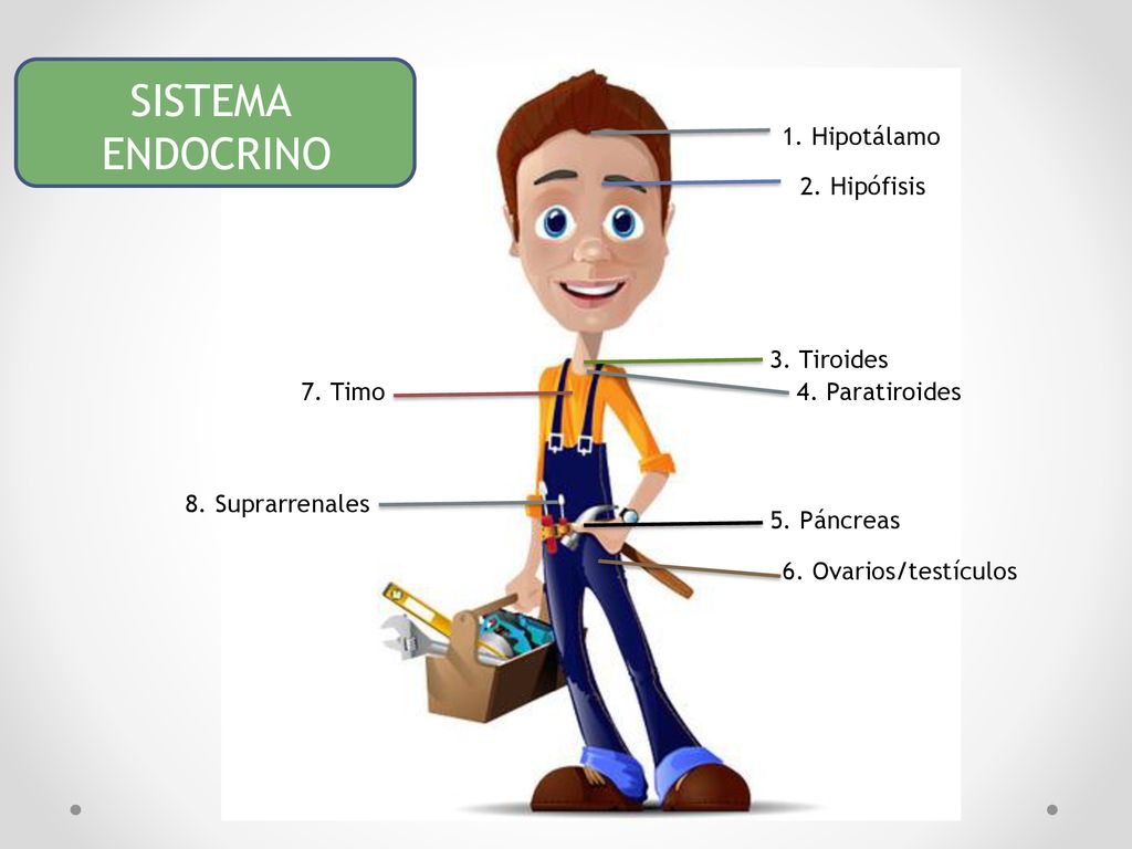 SISTEMA ENDOCRINO 1. Hipotálamo 2. Hipófisis 3. Tiroides 7. Timo