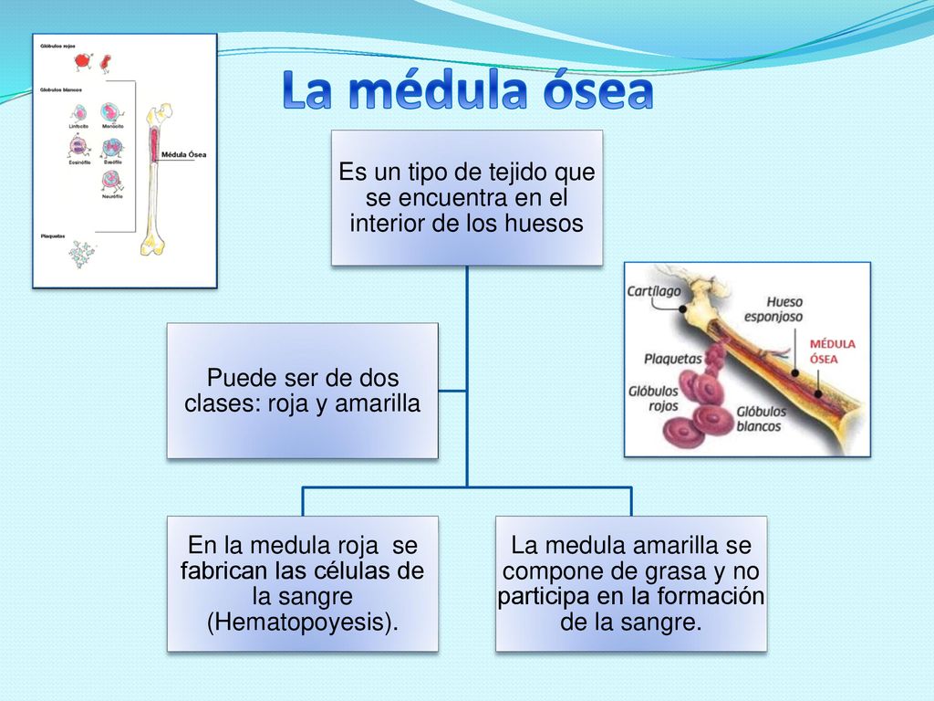 La médula ósea Es un tipo de tejido que se encuentra en el interior de los huesos.