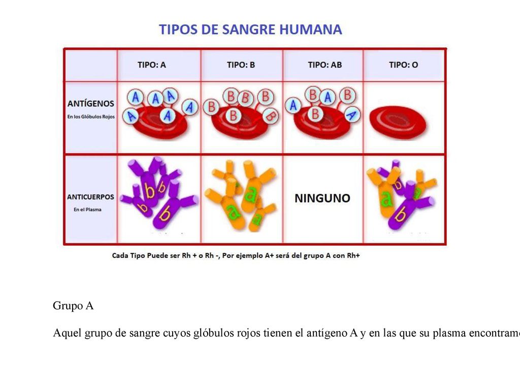 Grupo A Aquel grupo de sangre cuyos glóbulos rojos tienen el antígeno A y en las que su plasma encontramos el anticuerpo Anti-B.